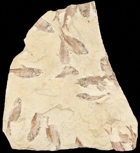 Fossil Fish (Gosiutichthys) Mortality Plate - Lake Gosiute #71787